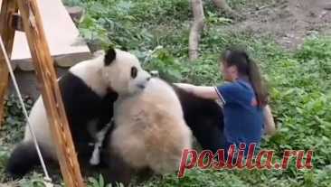 Разъяренные панды напали на смотрительницу зоопарка в Китае. В Китае две разъяренные панды напали на смотрительницу зоопарка на глазах у испуганной толпы, пишет Mirror. Как рассказали свидетели инцидента, панды напали на сотрудницу зоопарка, когда она зашла к ним в вольер, чтобы прибраться. ...