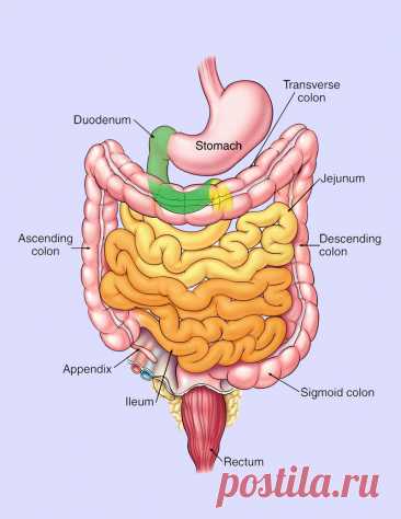 Эффективные способы лечения кишечника У вас проблемы с кишечником? Вы пробовали несколько методов лечения, но ничего не помогло? Действительно существует масса способов лечения кишечника и трудно не растеряться в поисках наиболее эффективного из них. Но в этой статье мы рассмотрим методики, которые гарантированно дают положительный результат.