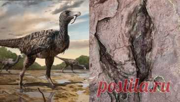 На территории Китая палеонтологи из Университета геонаук обнаружили следы огромного хищного динозавра