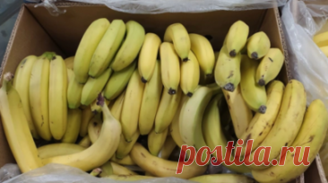 В порту Петербурга на прибывшем из Эквадора судне с бананами нашли 60 кг кокаина. На судне с бананами из Эквадора в петербургском порту нашли 60 кг кокаина. Читать далее