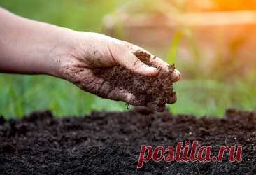 Как восстановить плодородие почвы на участке: готовим простое удобрение. Сделать такое удобрение можно практически бесплатно.