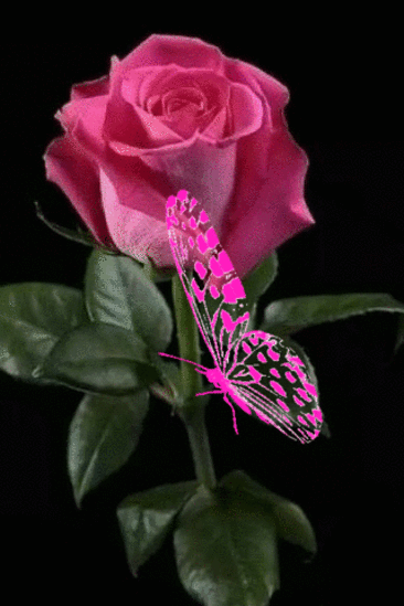 Роза и бабочка