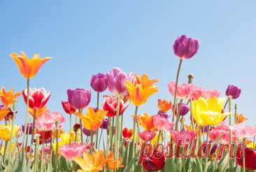 Тюльпаны после цветения — как хранить? В этой статье мы поговорим о том, как правильно ухаживать за тюльпанами после цветения, чтобы они ежегодно украшали наш сад.