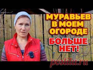 МУРАВЬИ не любят ЭТО пара КАПЕЛЬ и они уйдут СУПЕР СПОСОБ ИЗБАВИТСЯ ОТ ТЛИ БЕЗ ХИМИИ@obovsemsmarusya