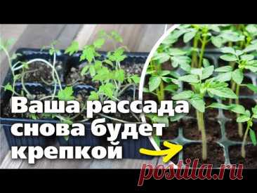 Вытянулась рассада?  Эти приемы помогут!