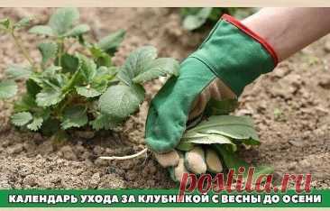 #ОвощеводствоПарники

 
Календарь ухода за клубникой с весны до осени

Календарь ухода за клубникой с весны до осени. 
Клубника (садовая земляника) – довольно капризная культура. Поэтому за ней нужно тщательно ухаживать с ранней весны до поздней осени. Мы расскажем, какие работы и в какое время нужно проводить. 

За клубничной грядкой начинают ухаживать еще до того, как полностью сойдет снег (обычно в марте), а заканчивают работы с наступлением заморозков. 

Март 
Когда на...