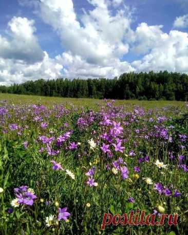 Полевые цветы.
Костромская область. Чухлома. 📷 zhannalaska
