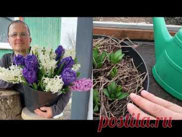 Подкормите ТАК тюльпаны и нарциссы весной до цветения- результат удивит!
