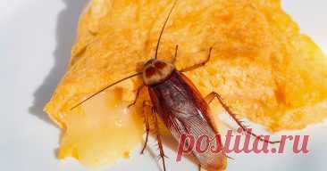 Как быстро вывести тараканов? — Ботаничка