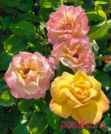Всё, что вам нужно знать о посадке роз весной