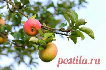 Сделайте несколько отверстий ломом вокруг яблони: урожая сразу станет немерено — обновится даже старое дерево - новости Хибины.ru