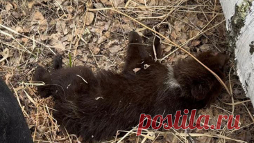 Волонтеры из Сибири рассказали, что люди спасли медвежонка, приняв его за щенка. В Новосибирской области две девушки нашли больного медвежонка и передали в волонтерскую организацию, однако региональное минприроды раскритиковало их, заявив, что животное ни в коем случае нельзя было трогать. Сотрудница организации ...