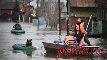 В Оренбурге во время наводнения спасли 180 кошек и собак
