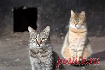 В российском городе коммунальщики замуровали кошек в подвале дома
