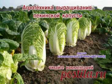 Чтоб прочитать комментарий :
1) нажмите на КАРТИНКУ ещё раз и она откроется заново, с комментариями ПОД - картинкой.
2) нажмите на КОММЕНТАРИЙ .
3) читайте там комментарий с самого начала