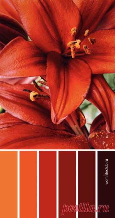 Природные сочетания цветов
Красивые палитры с фото. Природный красный и оранжевый. #природныесочетания #цветприроды #краснаяпалитра #красиваяпалитра #палитравета #womlifeclub