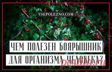 ПОЛЬЗА=ВРЕД: БОЯРЫШНИКА: 2 тыс изображений найдено в Яндекс Картинках