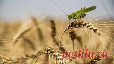 В Египте опровергли сообщения об отказе от российской пшеницы