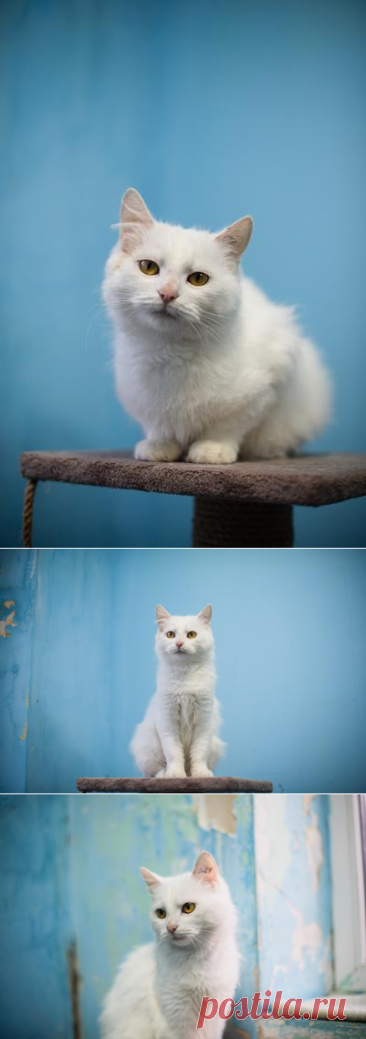 Милая и ласковая Бэлла ищет дом. – ПОДАРИ НАДЕЖДУ, пользователь Ольга Бавилина | Группы Мой Мир