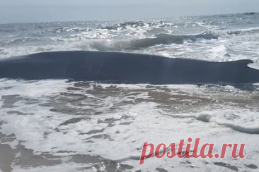 15-метровый кит подплыл слишком близко к берегу из-за болезни