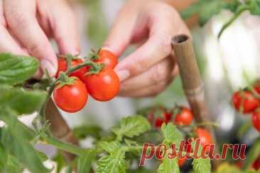 Названы правила высадки первых томатов в грунт