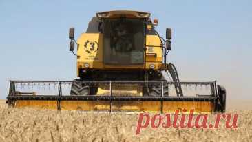 Экспорт пшеницы и кукурузы с Украины может упасть почти на четверть за год