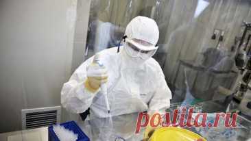 СМИ: в Китае вирус Эбола подвергли мутации и изучают его на хомяках