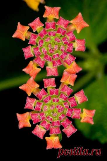 jewel carpet flower