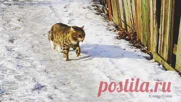 В день, гуляющий сам по себе, коты гуляют так же | 29 февраля | Сайт «Кошки–Коты» | Автор Нина Стрелкова | Кошачий календарь «Кошки каждый день» | В день, гуляющий сам по себе, коты гуляют так же.

Самый последний день зимы в високосном году – 29 февраля. С этим днем связано много мистики, суеверий, плохих примет, мрачных ожиданий. Этот день у славян посвящался не очень доброму Чернобогу или Кощею, которого теперь знают только по детским сказкам...