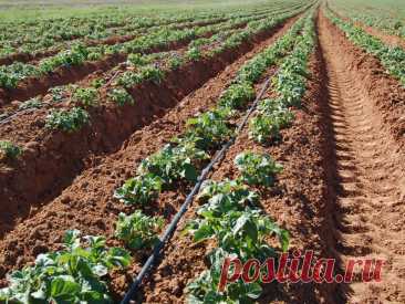 Капельное орошение картофеля: технология успеха - ЮГПОЛИВ Картофель - одна из ведущих и наиболее ценных продовольственных культур. Родиной всех культурных и диких видов картофеля является тропический пояс Южной