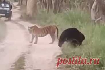 Редчайшая схватка медведя с тигрицей на дороге перед машинами попала на видео