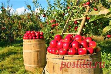 Как можно заморозить яблоки Еда -Журнал полезных советов