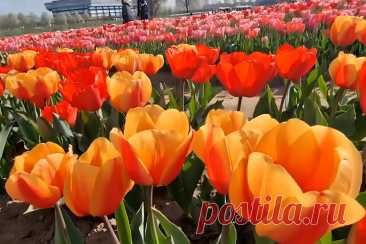 Тюльпаны: Полезные советы по уходу и выращиванию символа Нидерландов &amp;#8211; Agro-Info
