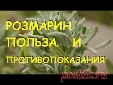 Розмарин лечебные свойства и противопоказания.