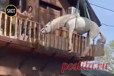 Россияне заметили «летающего» коня и засняли его на видео
