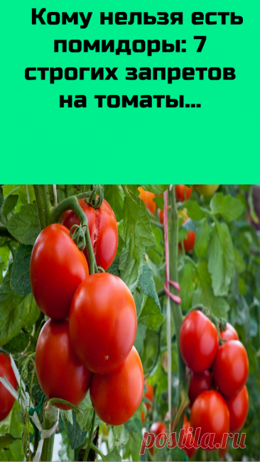 Кому и почему нельзя есть помидоры?