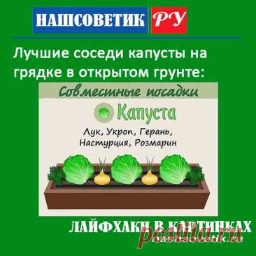 Лучшие соседи капусты на грядке в открытом грунте. По соседству с ними ваша капуста вырастет сильной и даст хороший урожай.