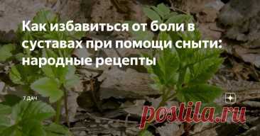 Как избавиться от боли в суставах при помощи сныти: народные рецепты Статья автора «7 дач» в Дзене ✍: Сныть — один из главных врагов огородника, злостный сорняк, от которого нелегко избавиться. И лекарственное растение, обладающее целым рядом полезных свойств.