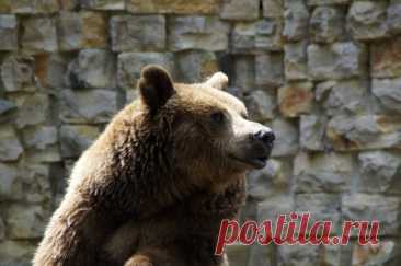 В Словакии участились нападения медведей, завезенных с Украины в 90-е. С начала 2024 года было зарегистрировано 11 инцидентов.