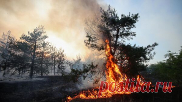 В России потушили 68 природных пожаров за сутки