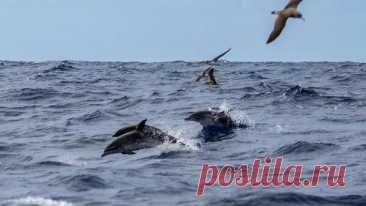 В Анапе начали проверку после сообщения о массовой гибели дельфинов