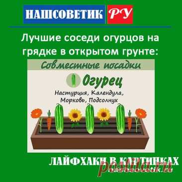 Лучшие соседи огурцов на грядке в открытом грунте. По соседству с ними огурцы хорошо растут и обязательно дадут богатый урожай.