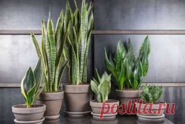 12 тенелюбивых растений, которые точно украсят вашу квартиру. Фото — Ботаничка