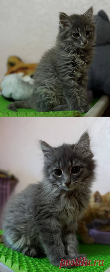 Красивейший кот по имени Пинки ищет свое счастье! Москва – Животные ищут дом, пользователь Galina Panina | Группы Мой Мир