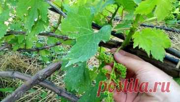 Основные нюансы правильной подкормки винограда | Fertilizer Daily | Дзен