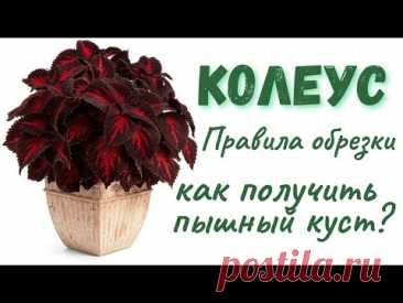 Как формировать Колеусы? Правила обрезки  #колеус #колеусы #coleus #coleusplant #комнатныецветы