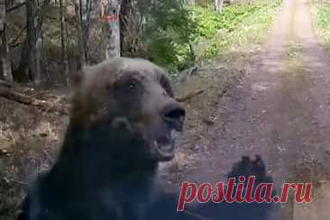 Агрессивный медведь разбил лобовое стекло автомобиля и попал на видео