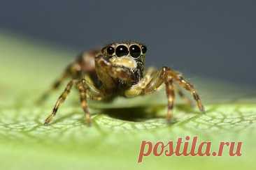 В Великобритании размножились мохнатые прыгающие пауки-иммигранты