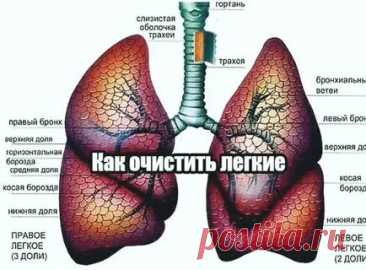 ЧЕМ И КАК ОЧИСТИТЬ ЛЁГКИЕ: 2 тыс изображений найдено в Яндекс Картинках