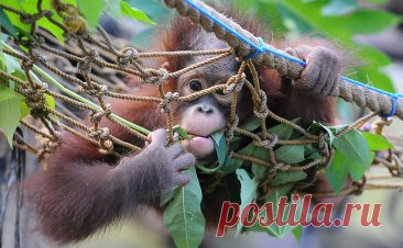 В Малайзии заявили о планах продвигать «дипломатию орангутангов». Министр плантаций и сырьевых товаров Малайзии сравнил новую концепцию с «дипломатией панд», которую практикует Китай. Чиновник считает, что «дипломатия орангутанов» должна помочь стране при экспорте пальмового масла